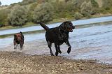LABRADOR 157